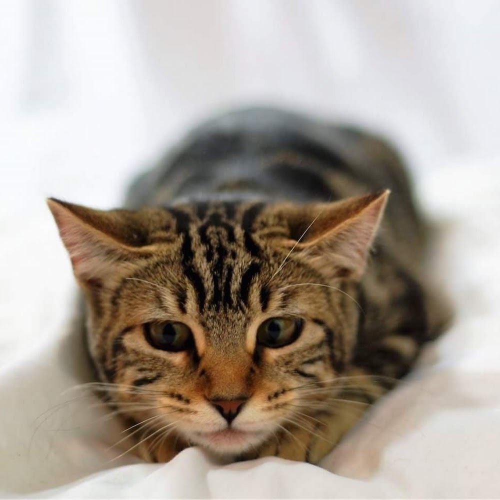 Meet your Posher, Katana